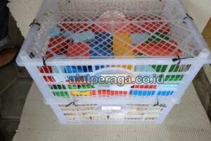 Pengiriman Alat Peraga Edukatif Balok PDK Warna