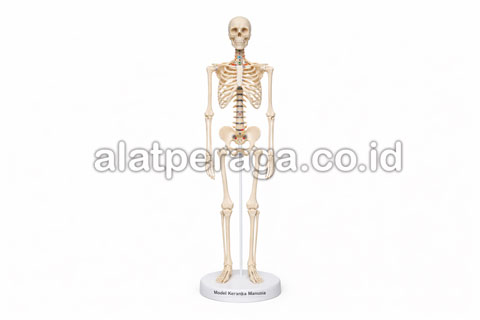 Alat Peraga Edukatif IPA Model Kerangka Manusia