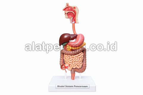 Alat Peraga Edukatif IPA Model Sistem Pencernaan