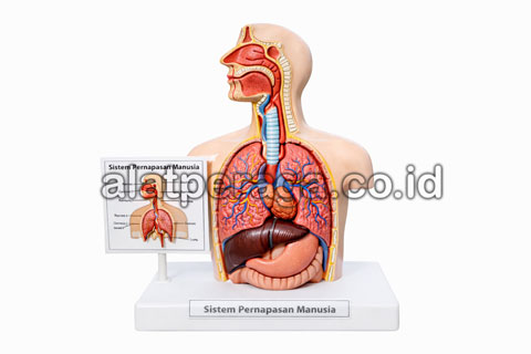 Alat Peraga Sistem Pernapasan Manusia
