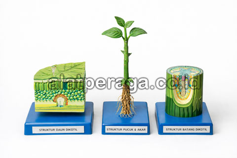 Media Pembelajaran IPA Model Struktur Tumbuhan